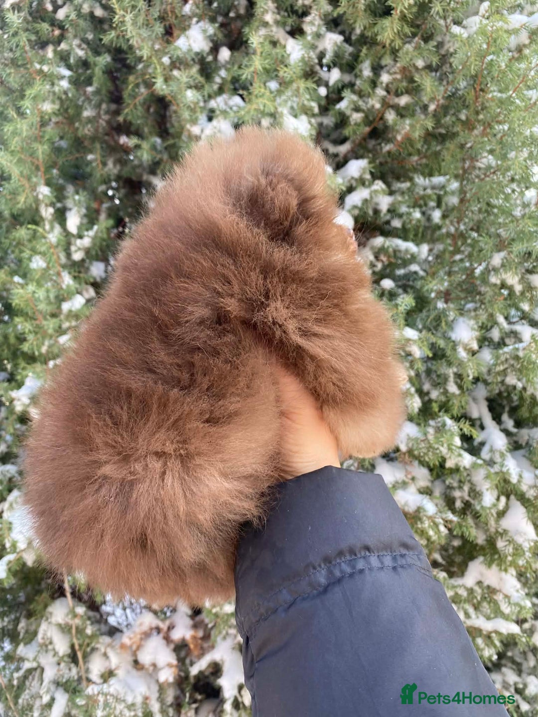 Pomeranian dogs for sale: Chocolate 😍🧸🤎✨ - Advert 6