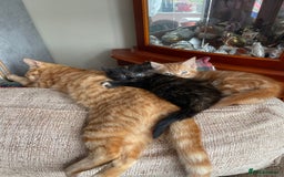 Mixed Breed cats for sale: Beautiful little kittens - Image 2