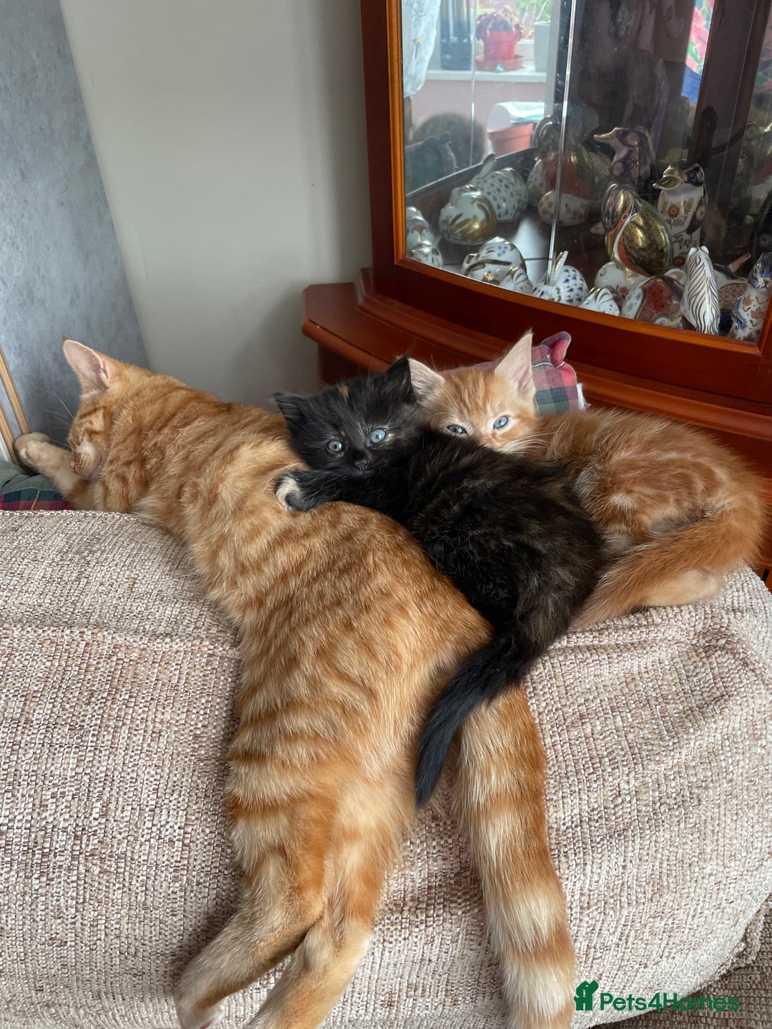 Mixed Breed cats for sale: Beautiful little kittens - Image 2