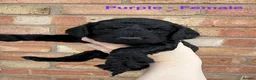 Cockapoo dogs for sale: 6 beautiful miniature cockapoos  - Advert 14