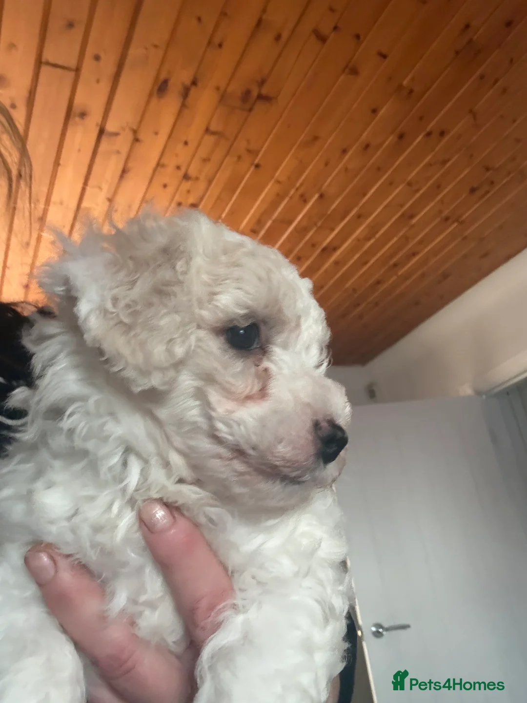 Mixed Breed dogs for sale:  Cavapoochon   - Advert 4
