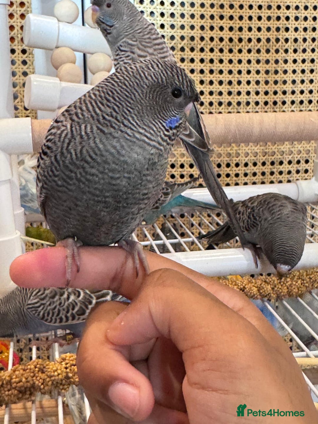 Budgerigars birds for sale: Blackface,blackwing,spilt-helicopter baby budgies  - Advert 4