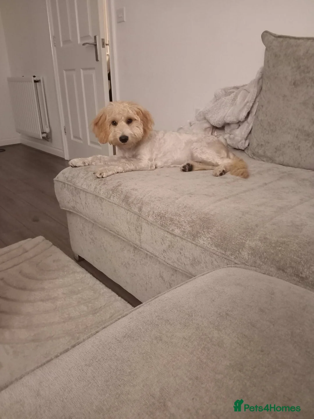 Cockapoo dogs for sale: Cockapoo male 5 month old - Advert 4