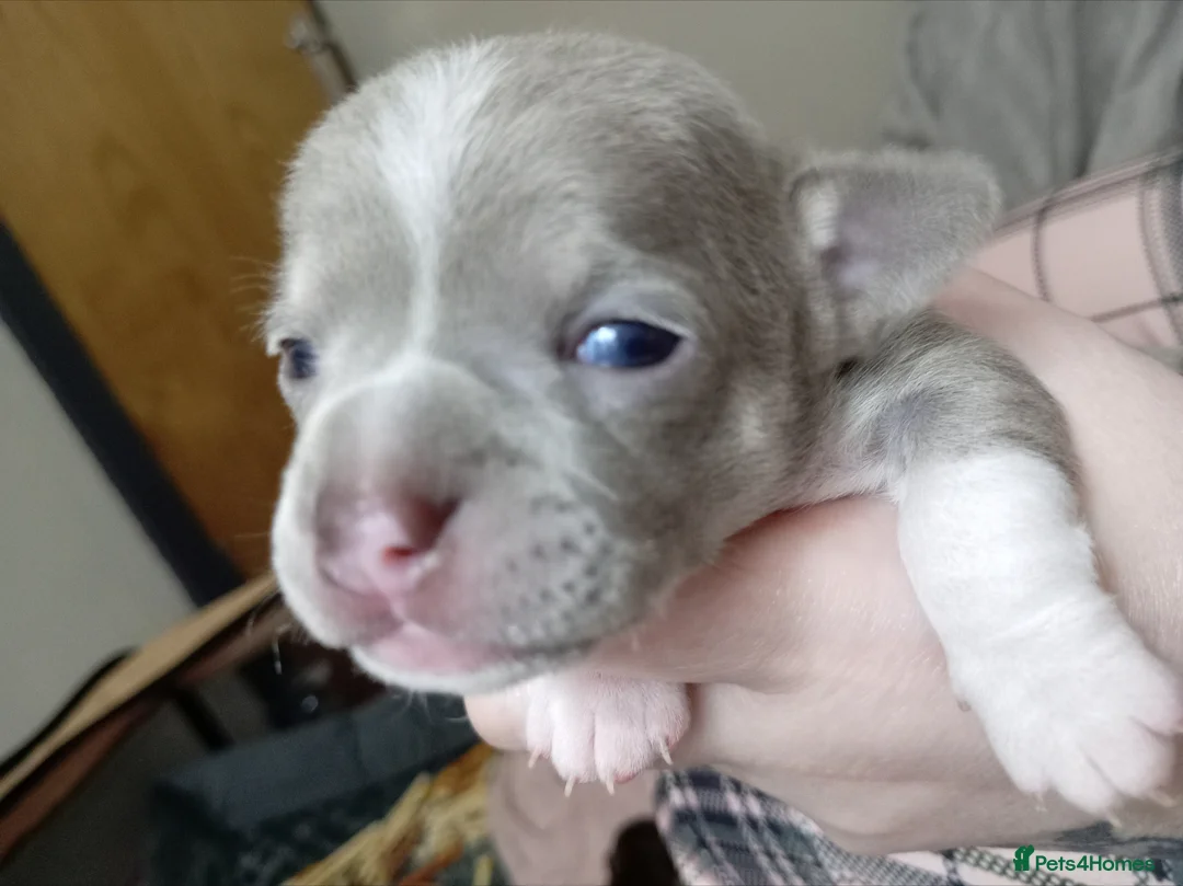 Chihuahua dogs for sale: Stunning Chihuahua puppies Blue lilac Chocolate  - Advert 1