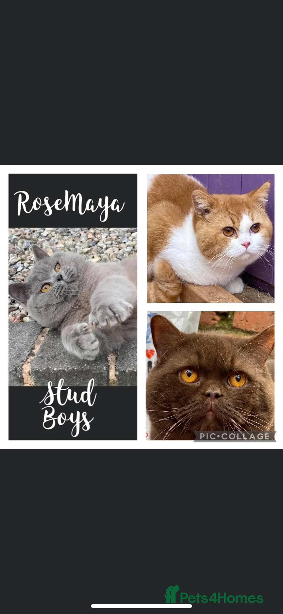 British Shorthair cats for stud: 🍁 GCCF Champion Chocolate Stud 🍁 in Warrington - Advert 6