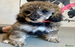 Toy Poodle dogs for sale: Gorgeously Pedigree Toy Poodle Babies - Image 5