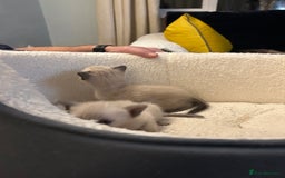 Siamese cats for sale: Traditional Siamese kittens  - Image 10