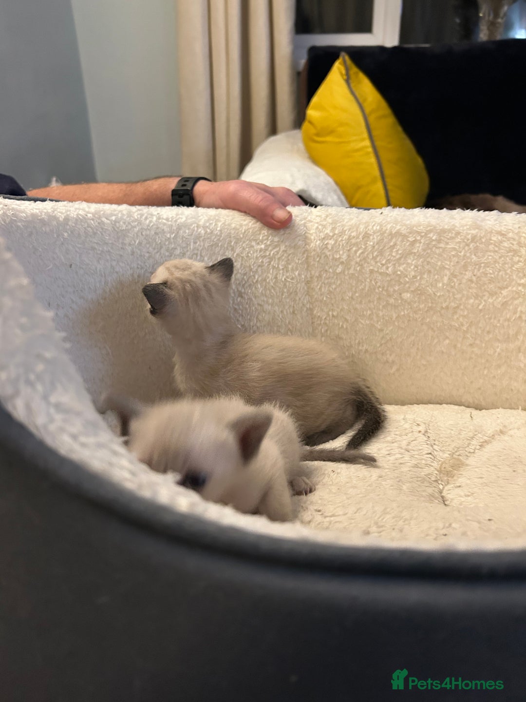 Siamese cats for sale: Traditional Siamese kittens  - Image 10