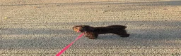 Toy Poodle dogs for sale: Toy Poodle  - Advert 6