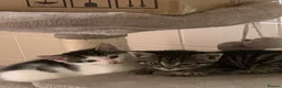 Mixed Breed cats for sale: 2 Kittens for sale  - Advert 3