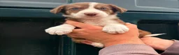 Border Collie dogs for sale: 🐾❤️ ONLY 2 RED & WHITE BORDER COLLIE BOYS LEFT  - Advert 7