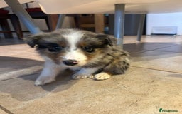 Border Collie dogs for sale: 4 Collie pups for sale - Advert 5