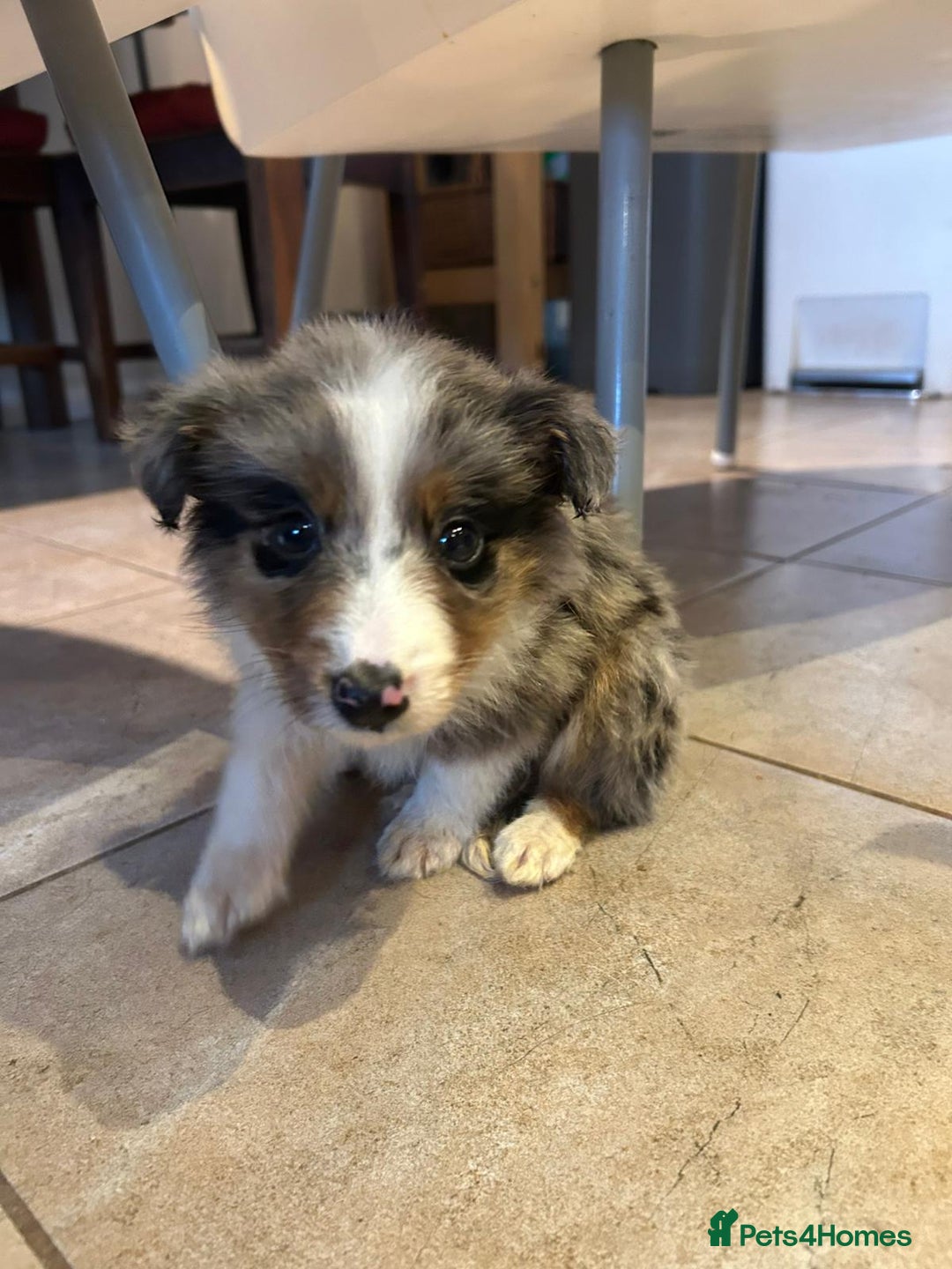 Border Collie dogs for sale: 4 Collie pups for sale - Advert 5