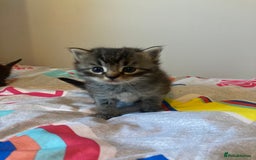 Mixed Breed cats for sale: Beautiful family friendly kittens - Image 1