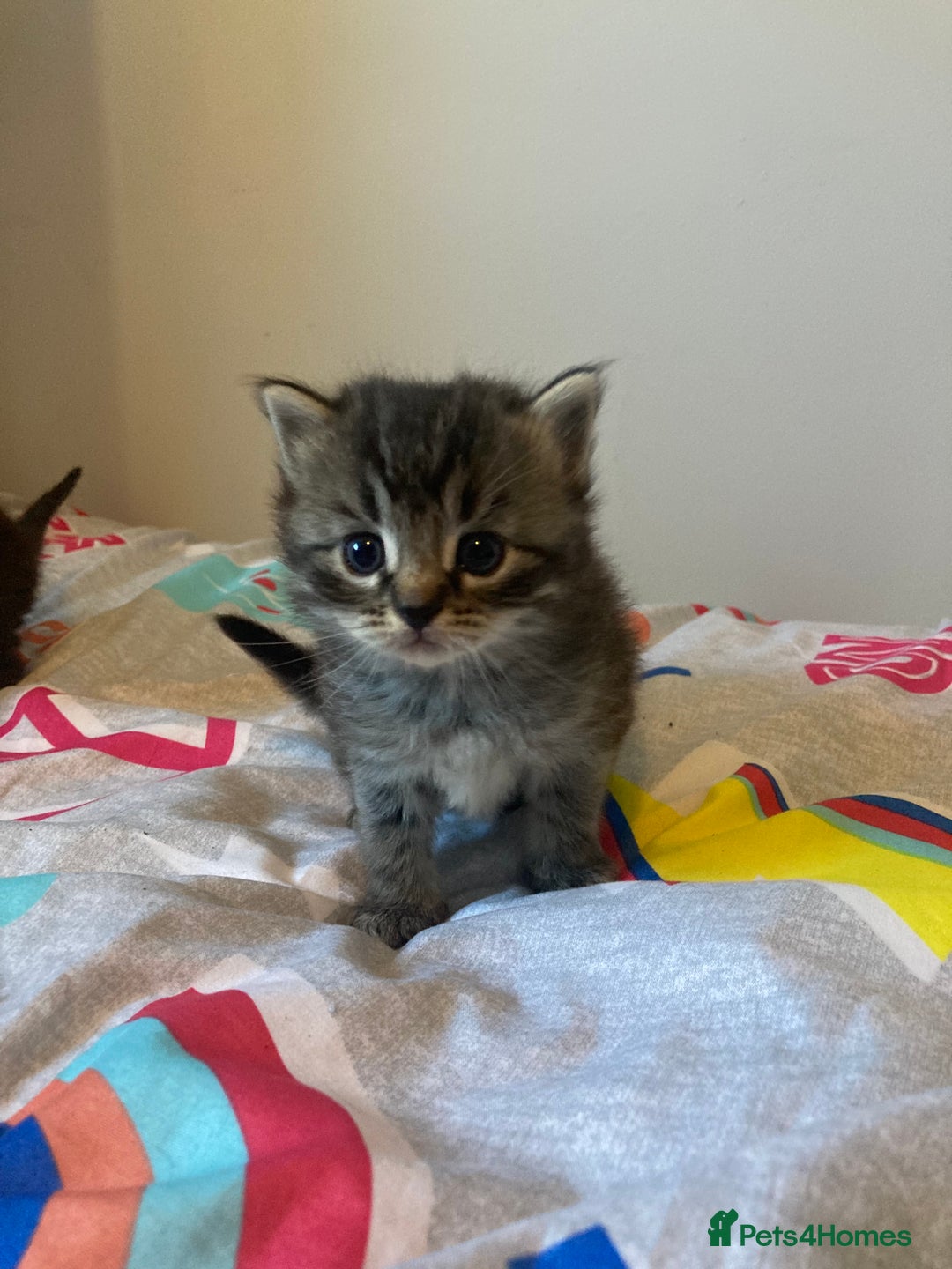 Mixed Breed cats for sale: Beautiful family friendly kittens - Image 1