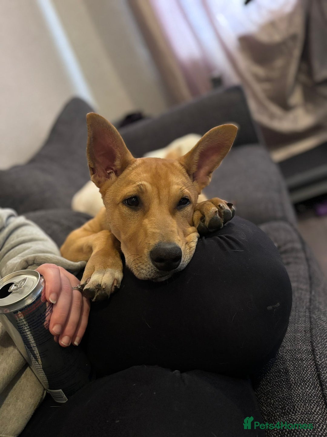 Mixed Breed dogs for sale: Lexi 7 Months old - Advert 15