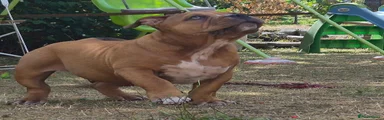 American Bully 2