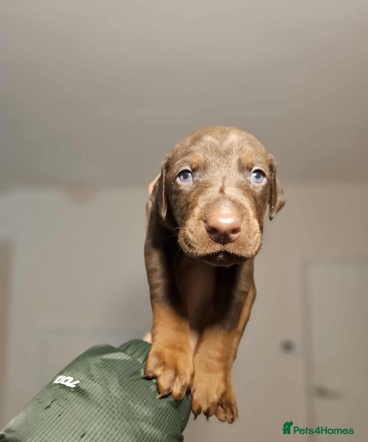Dobermann dogs Beautiful Litter of healthy Pups  - Advert 18