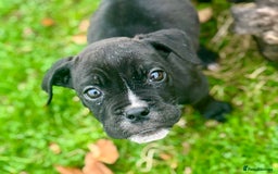 Mixed Breed dogs for sale: Reduce and ready to leave staff x bulldog 3 males - Image 4