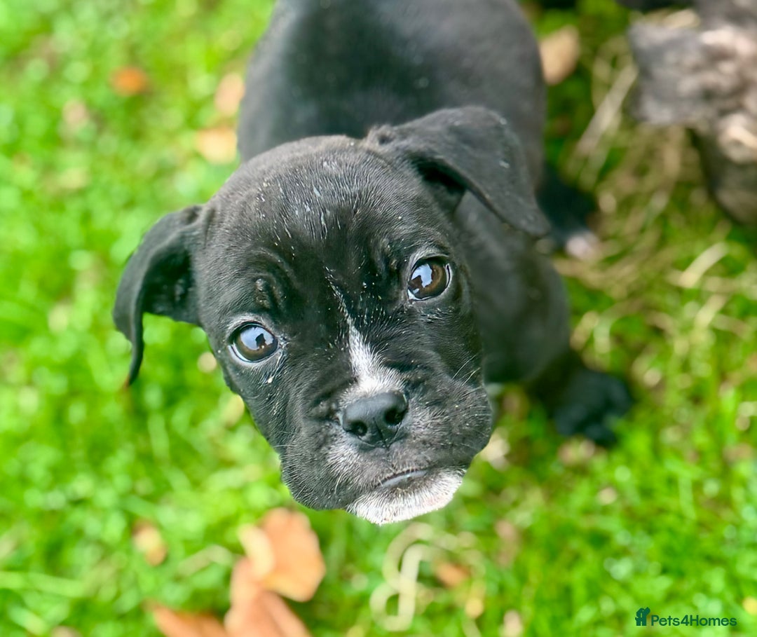 Mixed Breed dogs for sale: Reduce and ready to leave staff x bulldog 3 males - Image 4