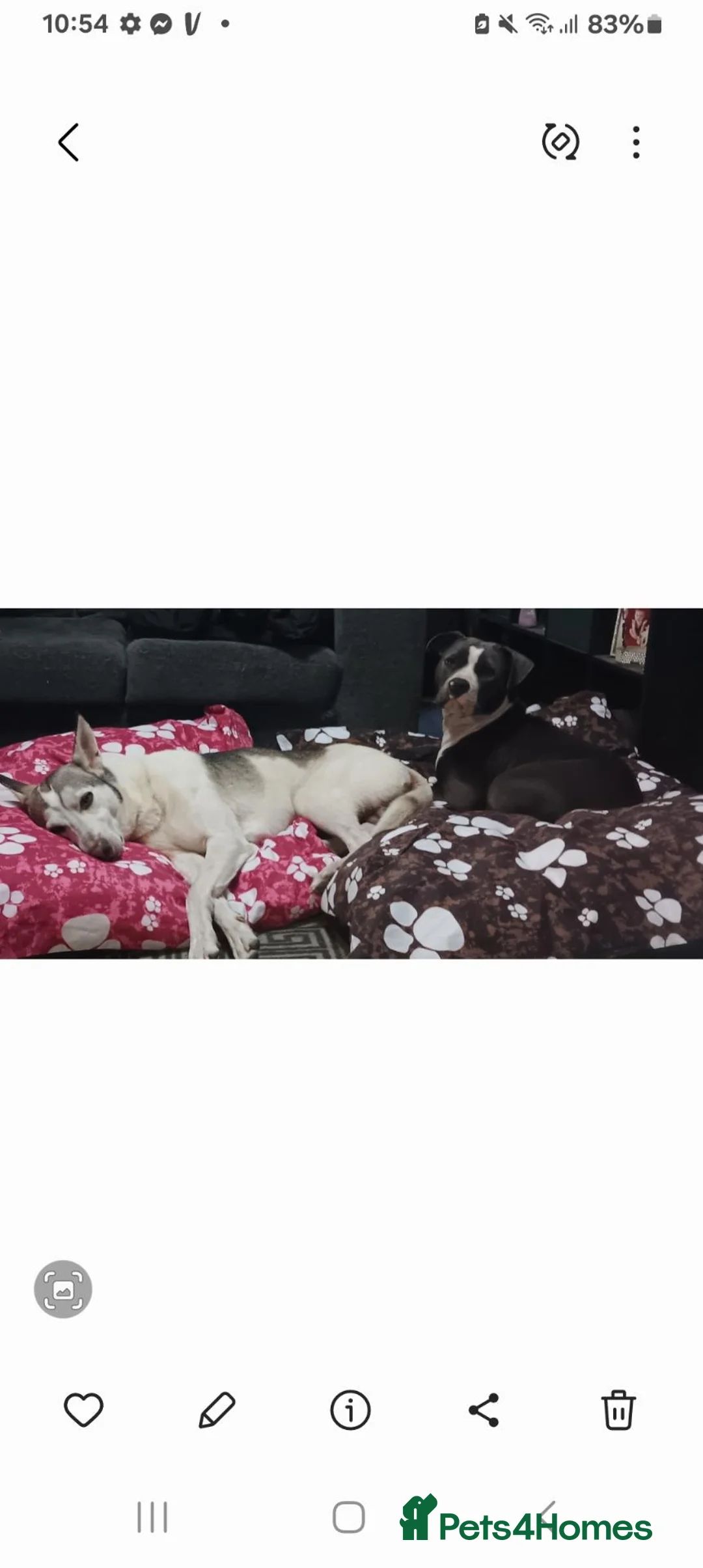 Mixed Breed dogs for sale: Beautiful cross breed pups  in Liverpool - Advert 2