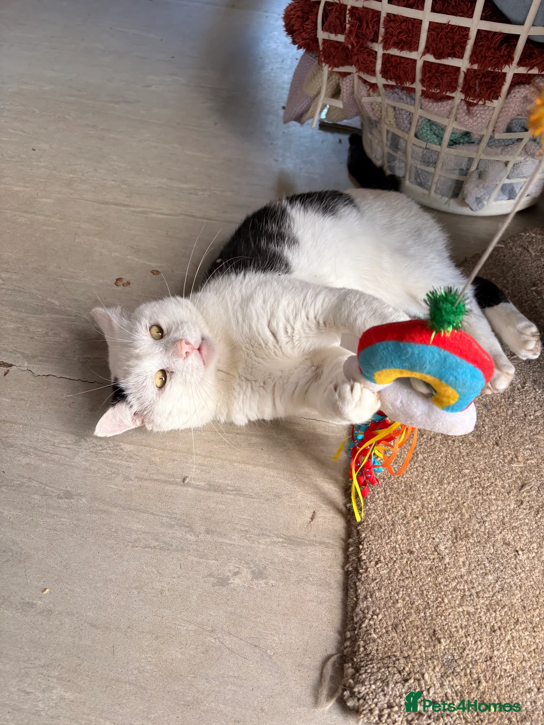 Mixed Breed cats for sale: Trooper - Advert 2