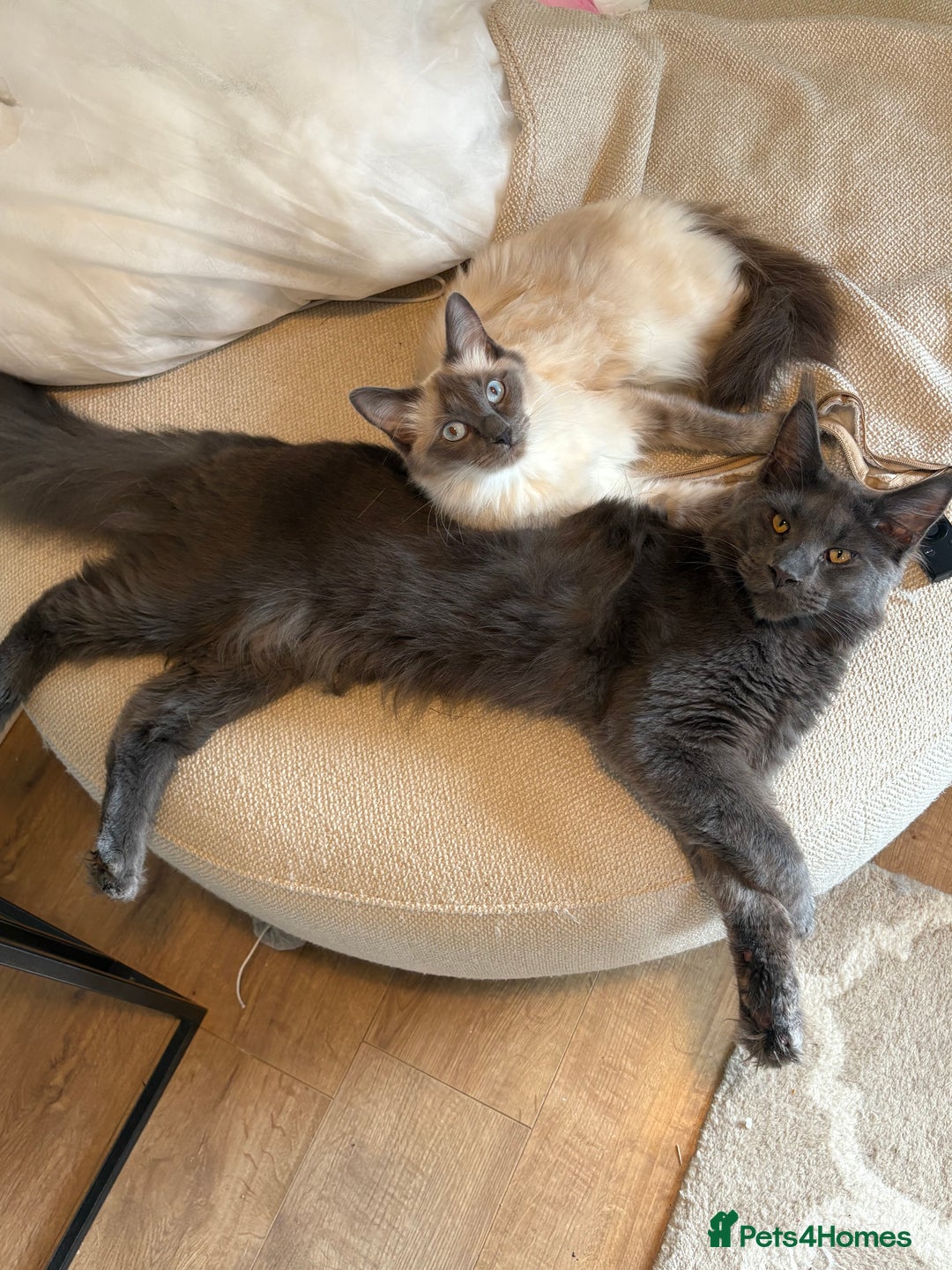 Ragcoon cats for sale: Female Ragcoon r2go - Advert 2