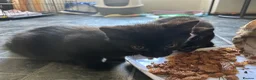 Domestic Shorthair cats for sale: 2 beautiful black boys for sale in Plymouth - Advert 6