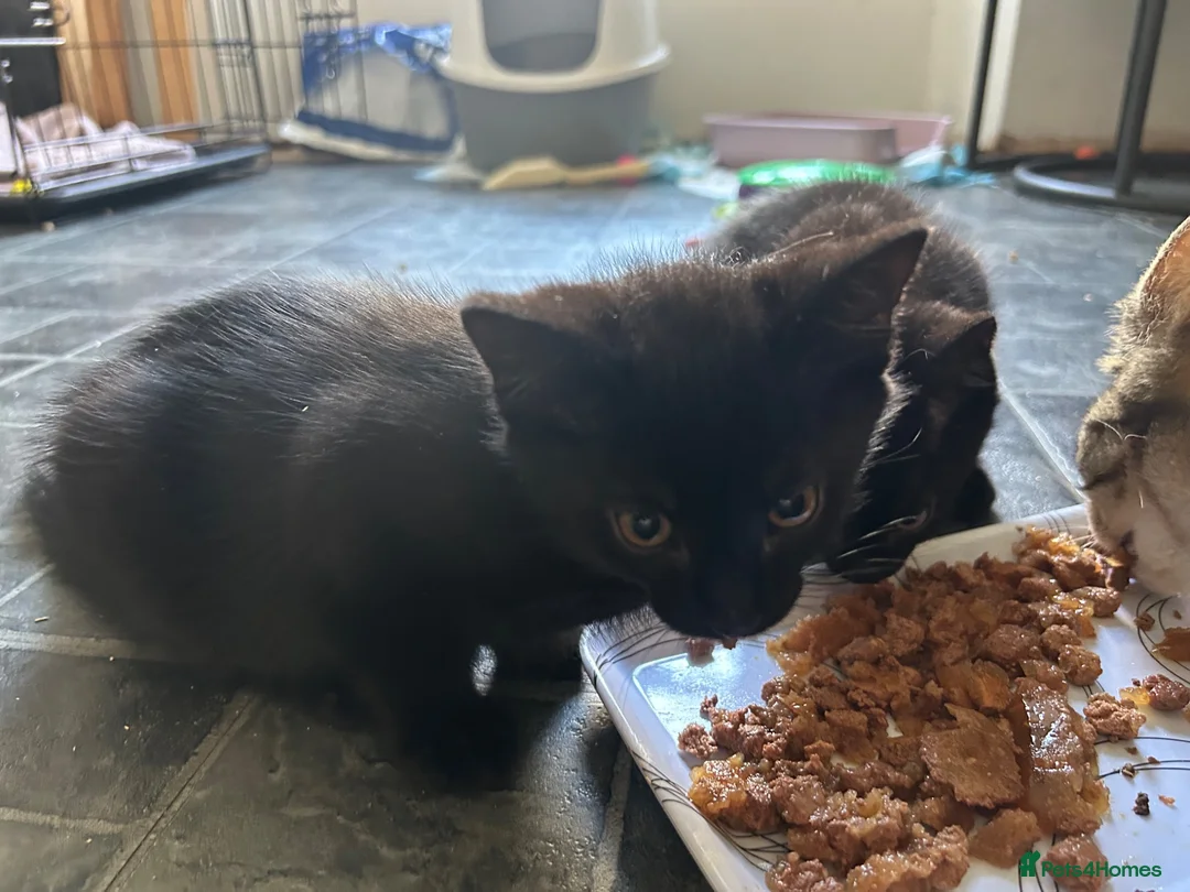 Domestic Shorthair cats for sale: 2 beautiful black boys for sale in Plymouth - Advert 6