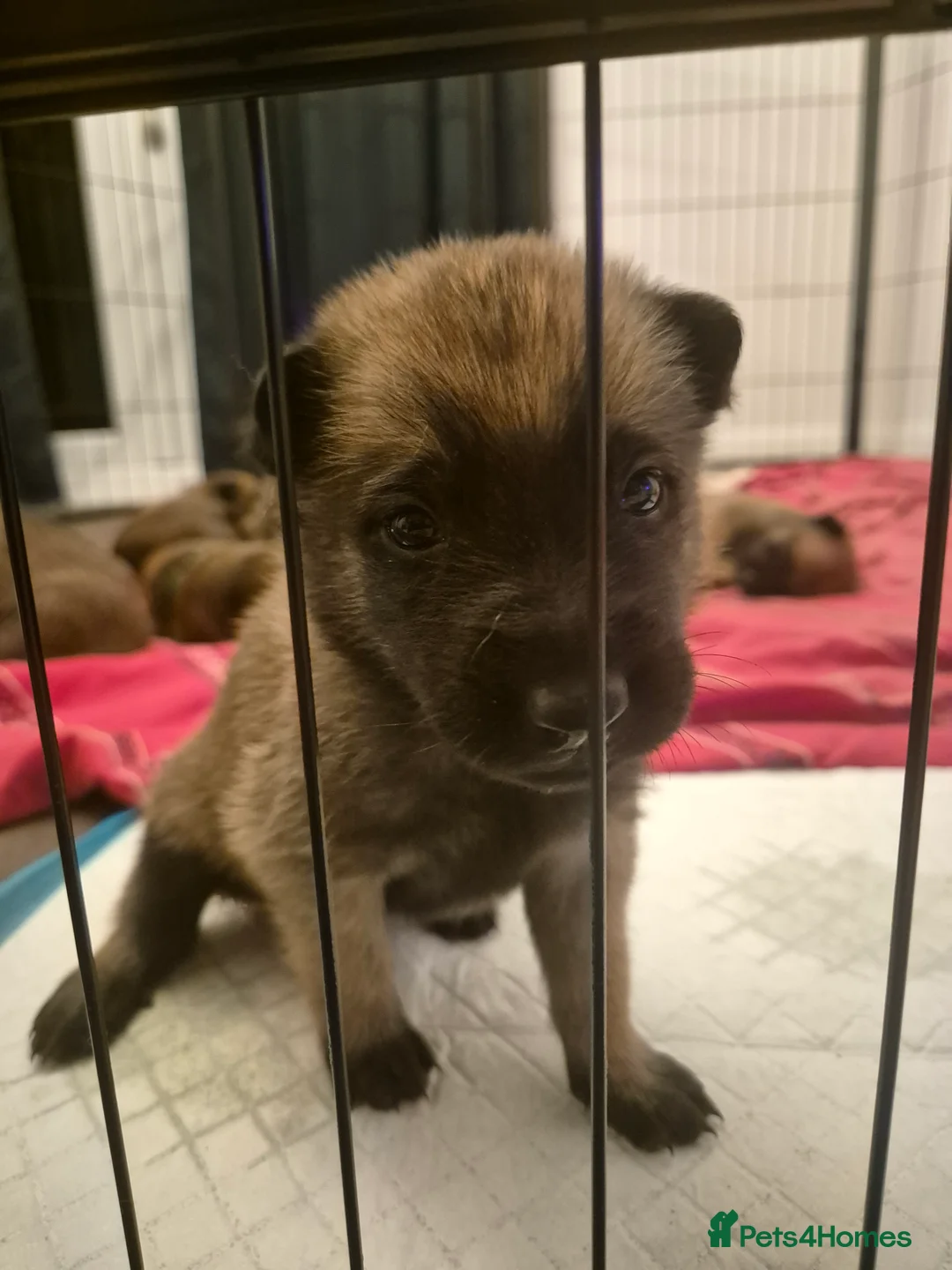 Belgian Shepherd Dog dogs for sale: KC Registered Belgian Malinois - Advert 10