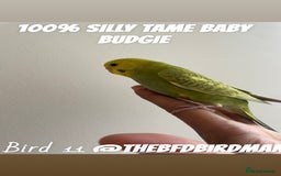 Budgerigars birds for sale: 100% SILLY TAME BABY BUDGIES - Advert 11