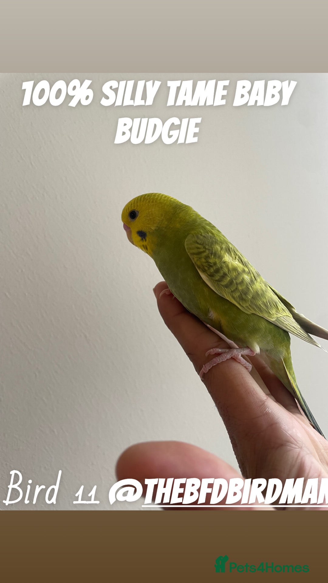 Budgerigars birds for sale: 100% SILLY TAME BABY BUDGIES - Advert 11