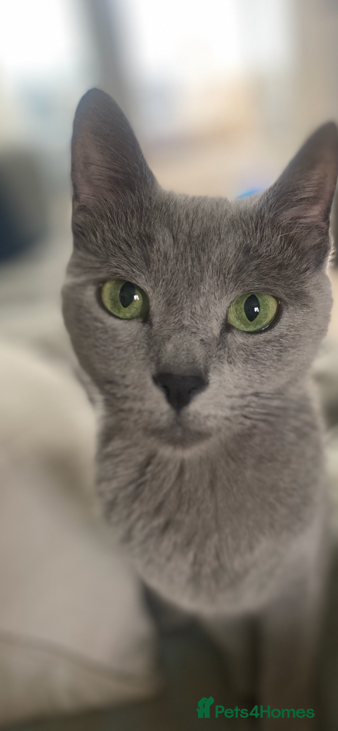 Russian Blue cats for sale: 5 Pure Pedigree Russian Blue Kittens *LAST MALE* - Image 20