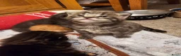 Maine Coon cats for sale: 4 gorgeous Maine coon X kittens - Advert 15