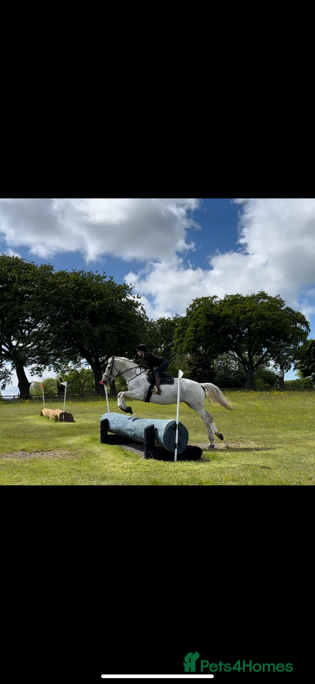 English Warmblood horses for sale: 16hh Schoolmistress  - Image 4