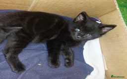 Domestic Shorthair cats for sale: Kittens & mother cat for sale - Image 6
