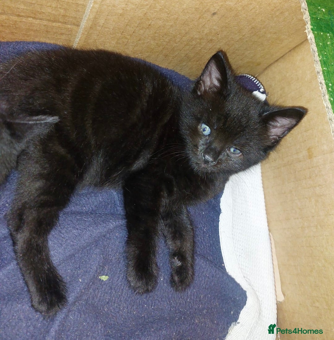 Domestic Shorthair cats for sale: Kittens & mother cat for sale - Image 6