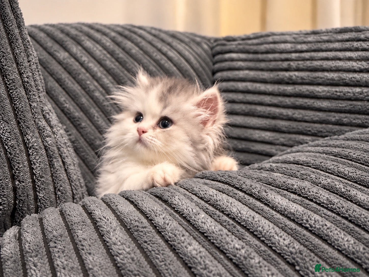 Napoleon cats Purebred Silver & White Short-Legged Minuet Girl  - Advert 1