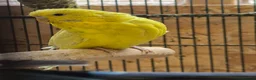 Budgerigars birds for sale: Hens variety colors - Advert 8