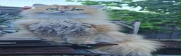 British Longhair cats for sale: British longhair girl  - Advert 7