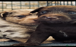 Jackapoo dogs for sale: Merle jackapoo pups (much Wenlock lines) - Image 2