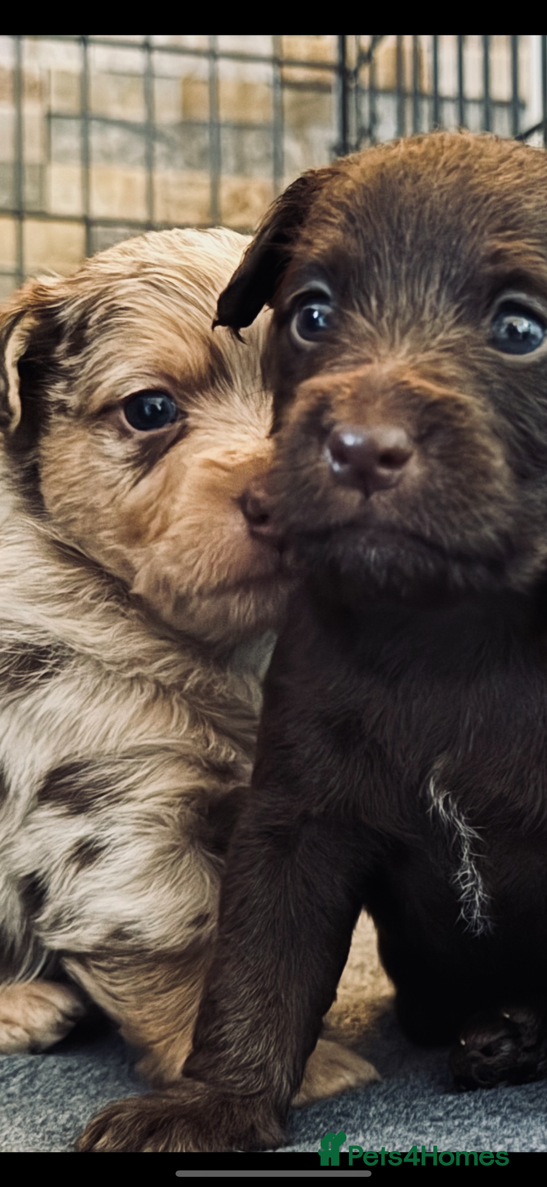 Jackapoo dogs for sale: Merle jackapoo pups (much Wenlock lines) - Image 2
