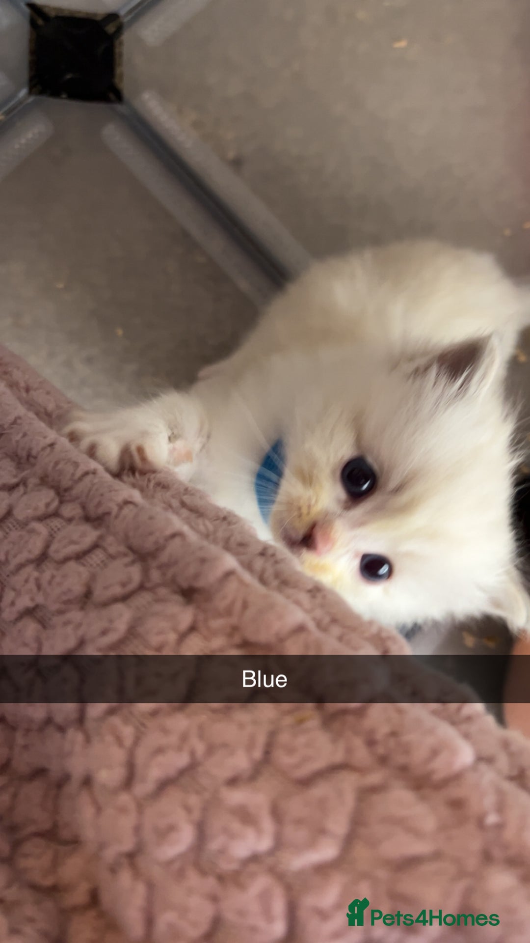 Ragdoll cats for sale: Beautiful pure ragdoll kittens  - Advert 12