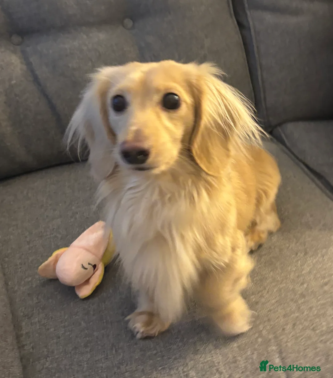 Miniature Dachshund dogs for stud: ee Cream Longhaired Miniature Dachshund for Stud in Helensburgh - Advert 2
