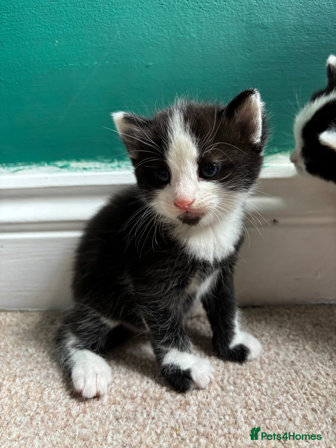 British Longhair cats for sale: Three adorable kittens  - Image 38