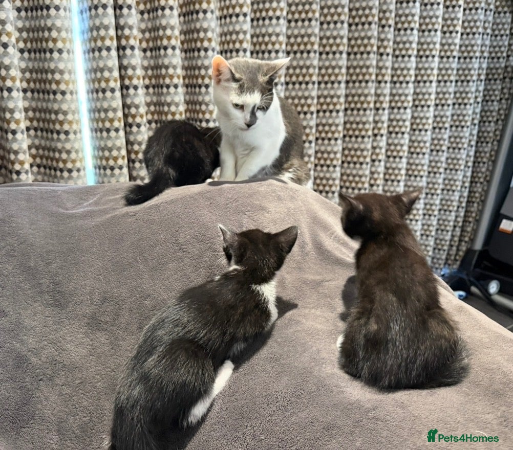 Mixed Breed cats READY NOW Girls - Advert 1