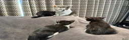 Mixed Breed cats for sale: READY NOW Girls - Advert 1