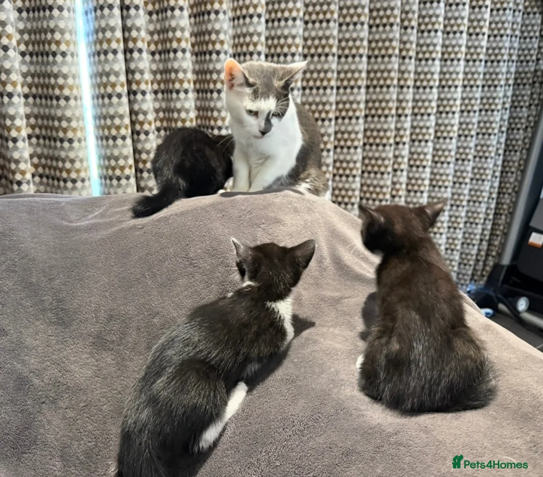 Mixed Breed cats for sale: READY NOW Girls - Advert 1