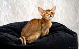 Abyssinian cats for sale: Vanilla Boy-Exceptional Abyssinian-Champion line - Advert 15