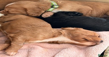 Cocker Spaniel dogs Working cocker spaniels  - Advert 3